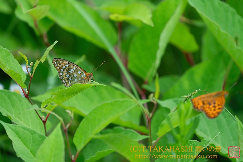 ../Images/7R240714 (97).jpg